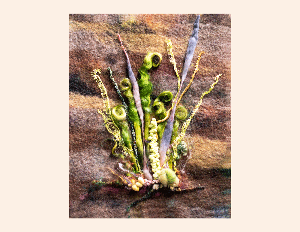 Art Kelly McLeod Fiddlehead Study