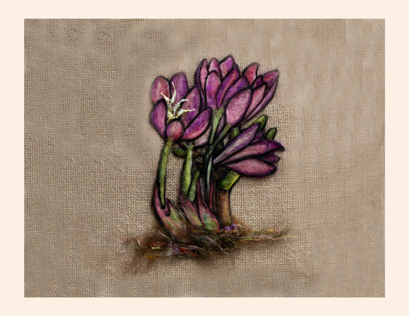 Art Kelly McLeod Colchicum Bivonae Autumn Crocus