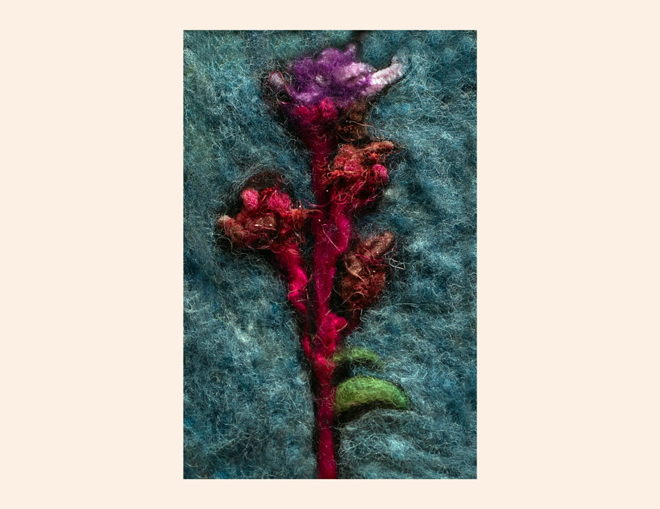 Art Kelly McLeod Liatris Scariosa Large Blazing Star
