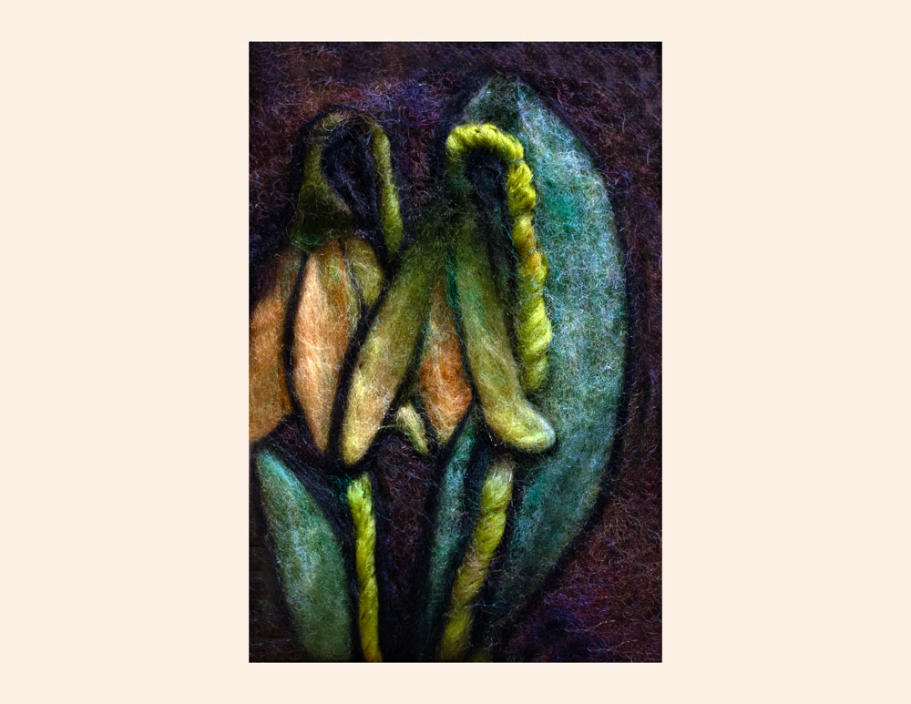 Art Kelly McLeod Erythronium Amerianum Trout Lily